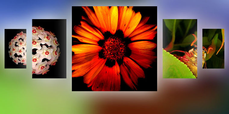 MACRO PHOTOGRAPHY - Explore Von Cotu's high resolution macro images