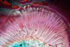 Von Cotu: Newest Images: See Shell