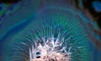 Von Cotu: Newest Images: Radiation