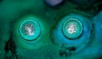 Von Cotu: Newest Images: Alien Seed