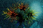 Von Cotu: Newest Images: Alt.Universe