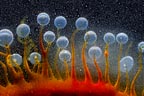 Von Cotu: Newest Images: Dream Wave