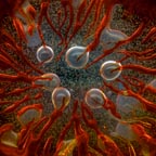 Von Cotu: Newest Images: Liquid Lucidity